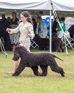 20 - GCHS CH POOLE'S IDE SAY NO MORE OHS CD RE JH DS (Simone)