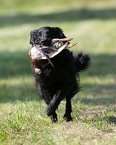 Bode Markle