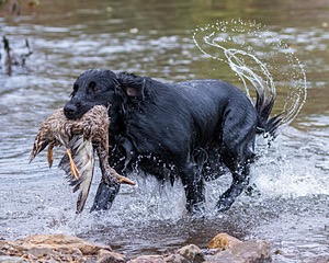 Onyx