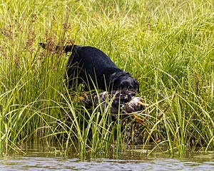 Maggie McNamara