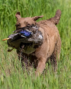 20170604-SEAL-1122.jpg