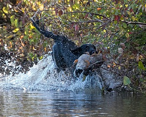 Hunter