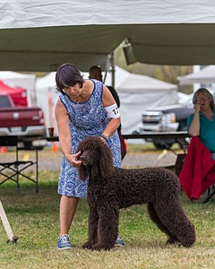 17 - GCH CHANTICO'S SHELTER FROM THE STORM RN XF MX (Reef)