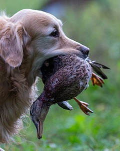 Ghillie Deresienska