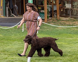 11 - GCH CH BREKKON'S FIRST MARK BN RN CGC TKN (Hunny)