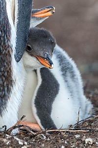 Gentoo Penguin, Sea Lion Island, The Falklands