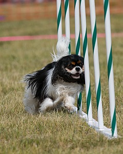 20150612-CCKC-0188.jpg