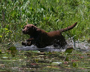 Miss Brandy Trinity's Petaquamscut River Queen SH