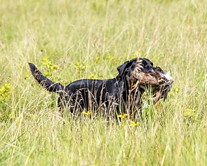 Waylon Kerr