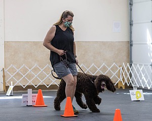 2204 - GCH CH BREKKON'S FIRST MARK CGC