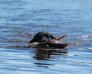 Ripple