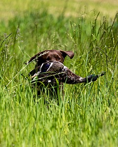 20170604-SEAL-1011.jpg