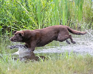 20130713-MHB2-0338.jpg
