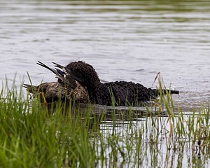 Ghillie Kezer