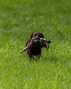 20170603-SHRL-1026.jpg