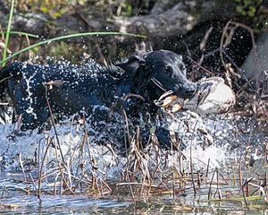 Splash