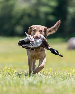 Sparrow Dorsey