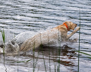 20170603-SHRW-1575.jpg