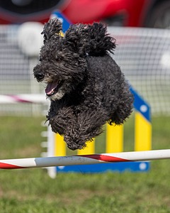 Frankie Barnum