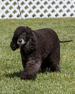 64 - CH Navarone's Absolutely Fabulous RN CGC (Edwina)
