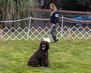 1741 - GCH CH BREKKON'S FIRST MARK CGC