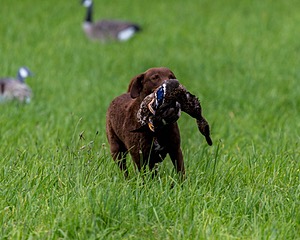 20170603-SHRL-0646.jpg
