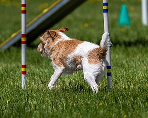 20170520-NEAT-1468.jpg