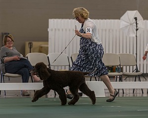 36 - GCH ARROYO'S BEGIN THE BEGUINE AX OAJ NF (Porter)