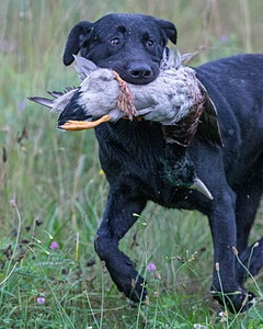 Tucker Albin