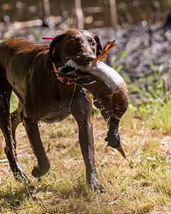 Roxy Fearnley