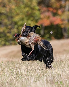 Hunter