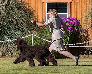 17 - GCH CH FLINTCREST FIVE STAR GENERAL (Grant)