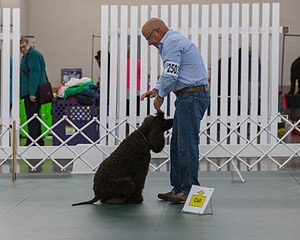 2503 - GCH CH BLACKTHORN'S KEEVA CROMPTON AX AXJ XF RN CGC (Keeva)