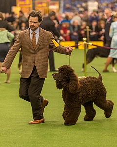 08 - GCH CH Quiet Storm My Boy's Wicked Smart CGCA TKA (Bayes)