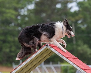 20190616-CCKC-0184.jpg