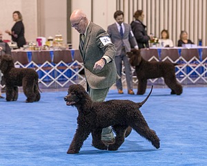 26 - CH Blackthorn 'N Nawedshoe's Sausalito Rose BCAT TKN (Rosie)