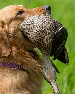 20170603-SHRL-0067.jpg