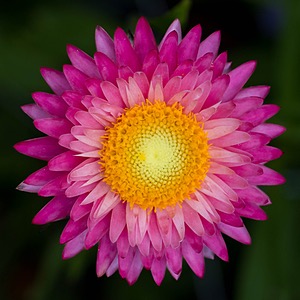 Strawflowers, Massachusetts