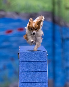 Bruyn Gorman