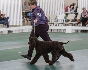 62 - GCH ALL GREEN WI' ENVY V ALPHA NORDIC CD RE DS RATN (Jade)