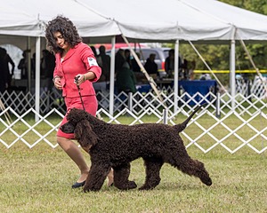 09 - GCH CH POOLE'S IDE DARK KNIGHT RN CGC TKN ATT (Oscar)