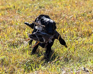 Test Dog