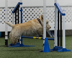 Monty Krapf