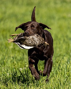 Otter Donlon