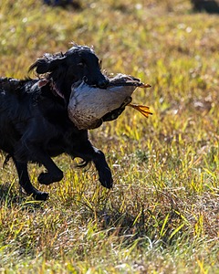 Dolly Partridge