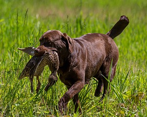 20170604-SEAL-1009.jpg