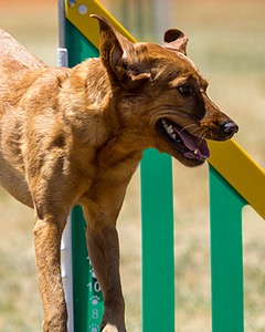 20160618-CCKC-1556.jpg