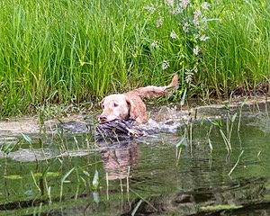 20170603-SHRW-1347.jpg