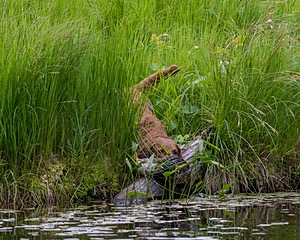 Tule Reed