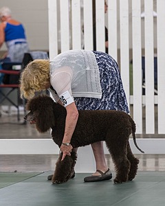 36 - GCH ARROYO'S BEGIN THE BEGUINE AX OAJ NF (Porter)